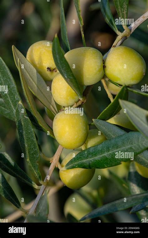 油橄欖樹|Olive tree 油橄欖樹